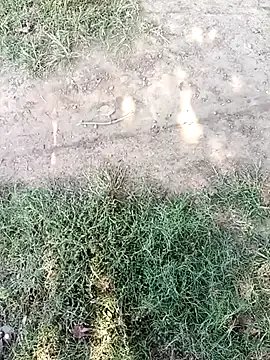 Group Mehta_seema on StripChat